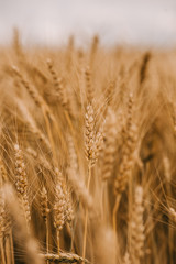 Fototapeta premium Ripe wheat cereals golden field agricultural crops