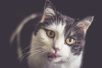Schleckermaul Katze