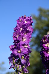 Wunderschöne, violetter Rittersporn