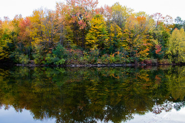 Trees reflection in a pond during the Fall season in the Angrignon Park in Montreal, Canada.