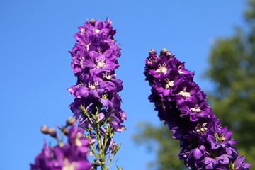 Wunderschöne, violetter Rittersporn