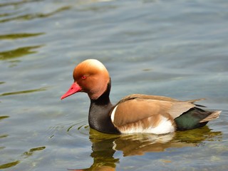 Male of the red-crested pochard (netta rufina)