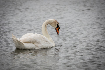 Crédit photo: Quentin Chevrieux