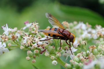 Insekt - Hornissenschwebfliege - Stockfoto
