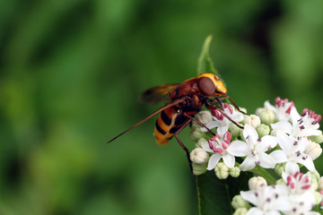 Insekt - Hornissen-Schwebfliege - Stockfoto