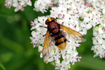 Insekt - Hornissenschwebfliege - Stockfoto