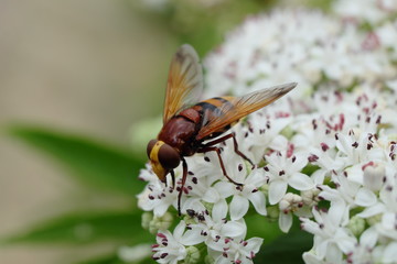 Insekt - Hornissen-Schwebfliege - Stockfoto