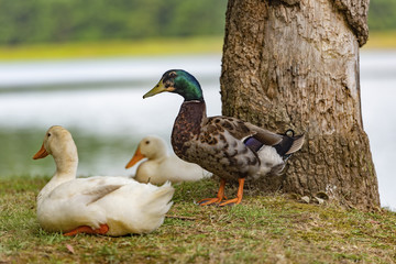 Duck
