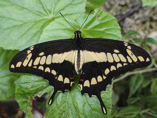 King swallowtail (Papilio thoas)