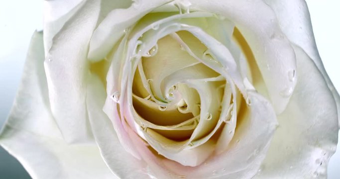 Top view of a beautiful spinning flower . Close-up