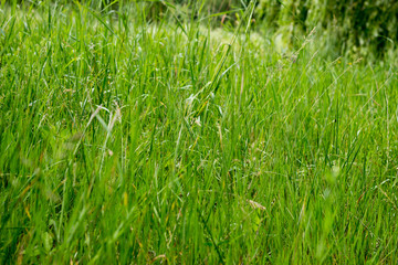 Green grass texture 
