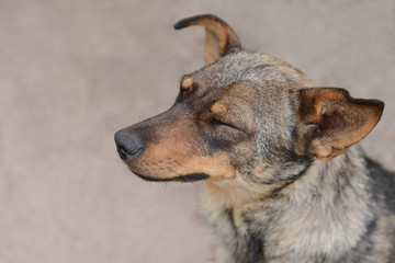 dog sad waiting, hope