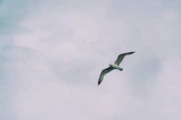Seagull flying against cloudy sky background