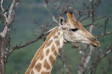 Naklejka na ściany i meble Giraffe (Giraffa), Südafrika, Afrika