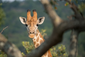 Giraffe (Giraffa), Südafrika, Afrika