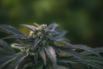 Outdoor Cannabis Flowers