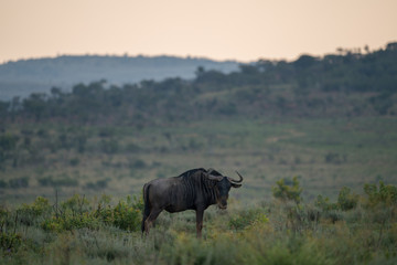 Gnu (Connochaetes), Südafrika, Afrika