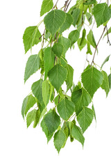 Young branch of birch with buds and leaves isolated on white background