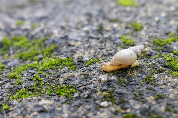 small snail running on wet surface