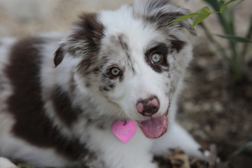 Border Collie 