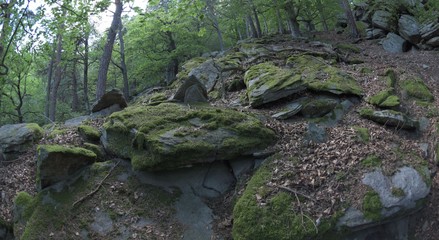 Felsen mit Moos im Wald