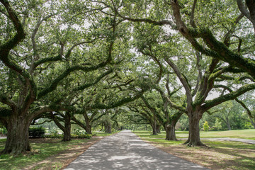 peaceful park path through the trees