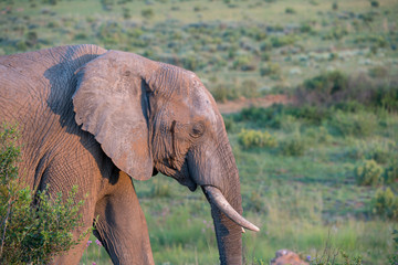 Elefanten (Elephantidae), Südafrika, Afrika