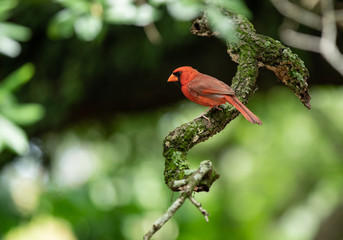vibrant cardinal is perched and posing for you