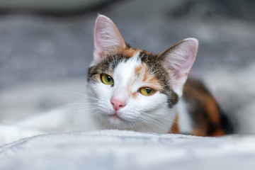 The cat woke up, she's not happy