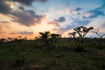 Naklejka na ściany i meble Sonnenuntergang, Marakele, Nylstroom, Limpopo, Südafrika, Afrika
