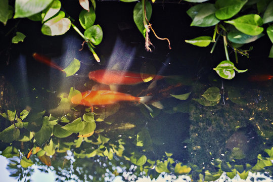 koi fish, gold colored carp fish swimming in pond