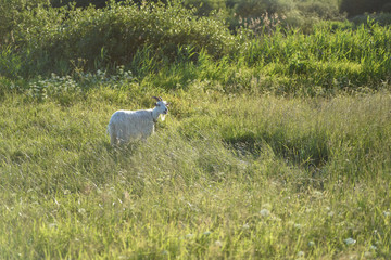 White goat on the field