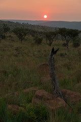 Sonnenuntergang, Marakele, Nylstroom, Limpopo, Südafrika, Afrika