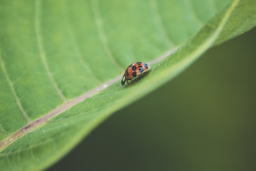 Ladybug