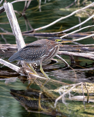 Green Heron Fishing 1