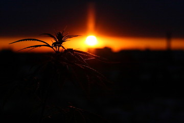 Silhouette of hemp and marijuana before harvest in sunlight. Ganja, cannabis blurred background with warm shades of setting sun