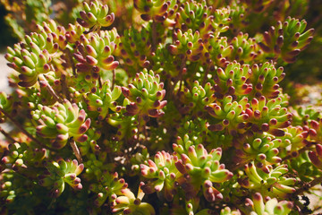 SUCULENTA TEXTURA