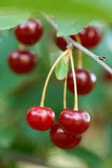 Sour cherries in the tree