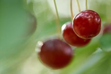 Fototapeta na wymiar Sour cherries in the tree