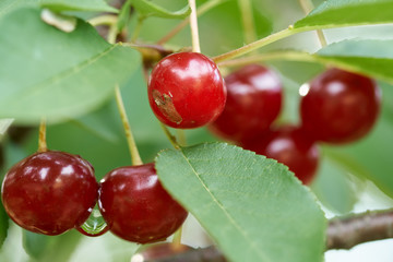 Sour cherries in the tree