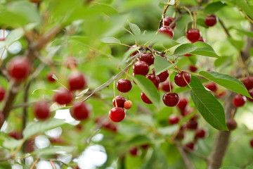 Sour cherries in the tree
