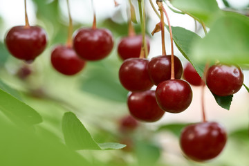 Sour cherries in the tree