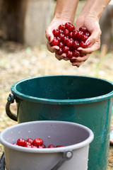 Woman washing sour cherries