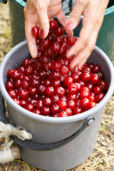 Woman washing sour cherries