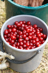 Woman washing sour cherries