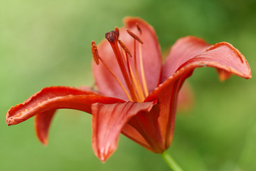 Closeup of a red lily