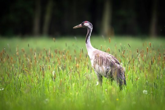 Common crane in high grass, captured near Gro&szlig; Kienitz
