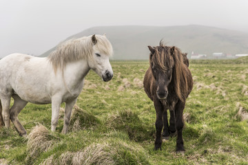 Obraz premium Two Icelandic Horses Falling Asleep