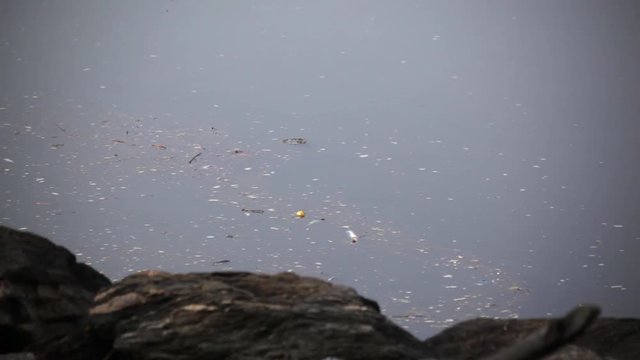 Trash Floating In A River