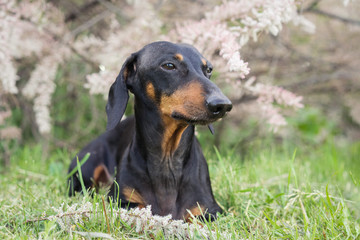 A portrait of a dog of the Dachshund breed, black and tan, lies on a lawn among the flowers